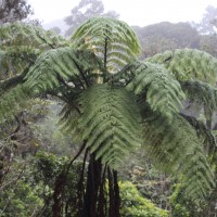 5 Ferns